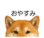 844927651
