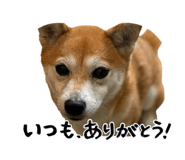 844927862