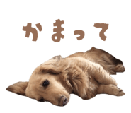 844928007
