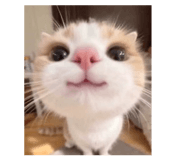844928533