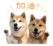 844930871