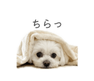 844932507