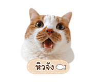 844938898