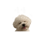 844939445