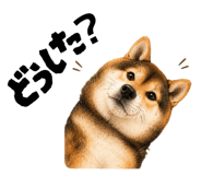 844946208