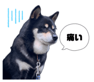 844948568