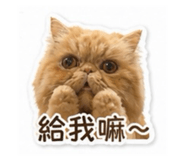 844953302