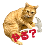 844955685