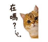 844987515