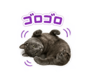 844992954