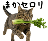 845004964