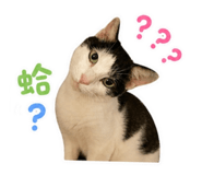 845007114