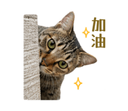 845016825