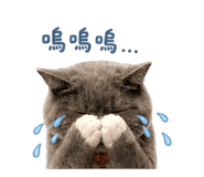 845017555