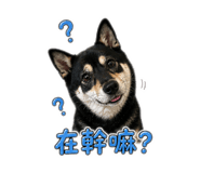 845017784