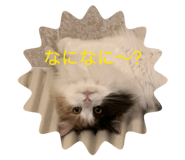845025098