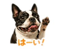 845030811