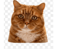 845031900