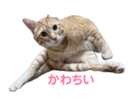 845033726