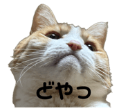 845033734
