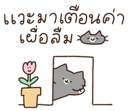 แมวนุ่มฟู (ทำงาน) 20