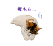 845039365