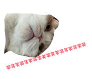 845039508