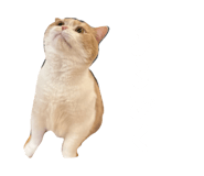 845039525