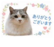 845040050