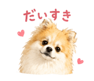 845040300