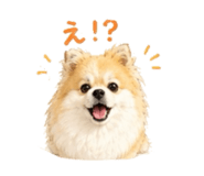 845040327