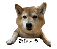 845046265