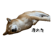 845046277