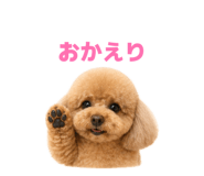 845046550