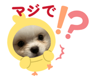 845063302