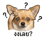 845067454