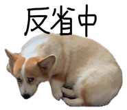 845076781