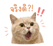 845086017