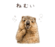 845088664