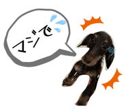 845090036