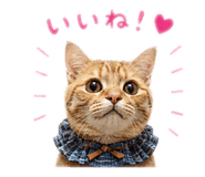 845090377