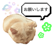 845099492