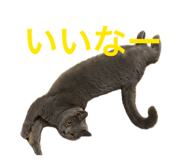 845102043