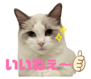 845103714