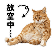 845113481
