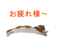 845116385