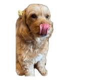 845116624