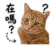 845127216