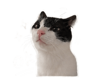 845157874