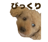 845161777